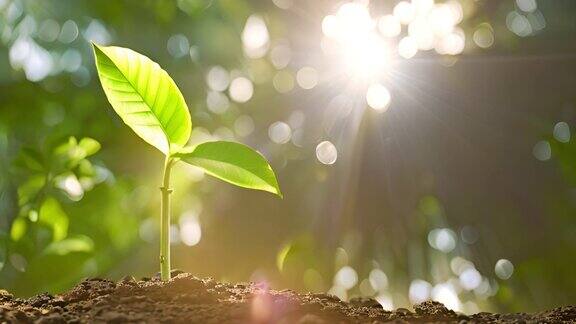 阳光下树苗幼苗生长植物生长希望萌芽发芽