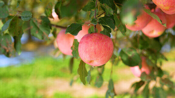 美丽的苹果园