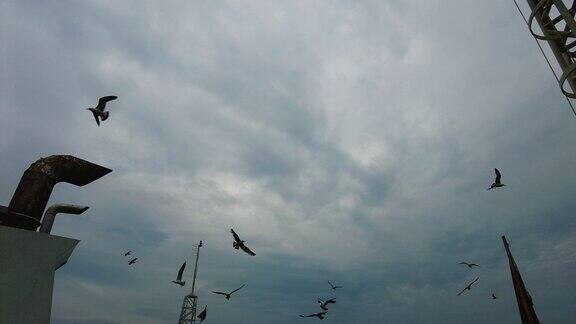 海鸥天空飞翔实拍