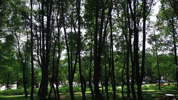实拍茂密森林树枝树叶空镜