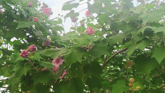 实拍植物鲜花芙蓉花