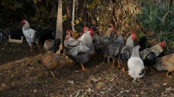 养鸡棚的母鸡群