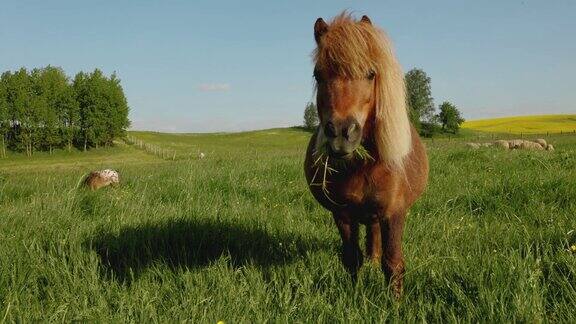 一只马在绿油油的草地吃草