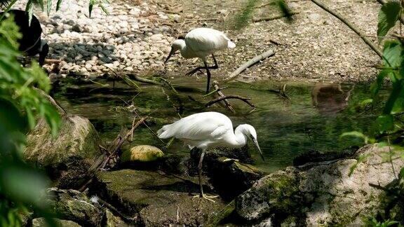 二只白鹤在水边寻找食物