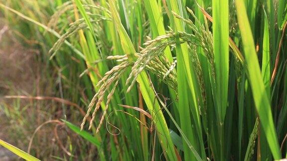 刚刚抽稻穗的水稻