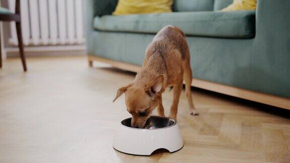 狗在盆里吃狗粮