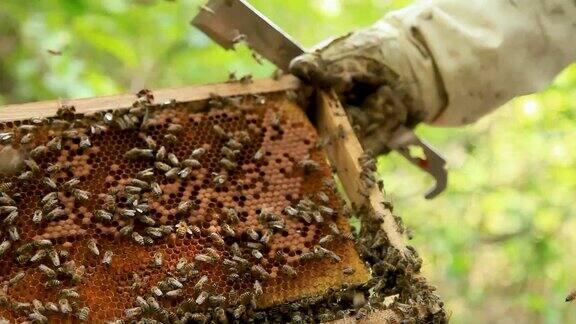 养蜂人采取蜂蜜蜂窝蜂群