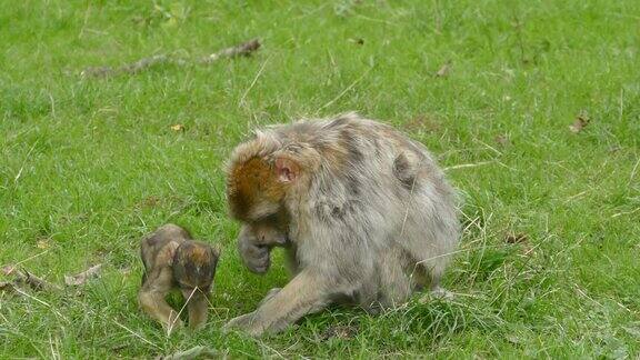 猴妈妈带猴宝宝在草地上寻觅食物