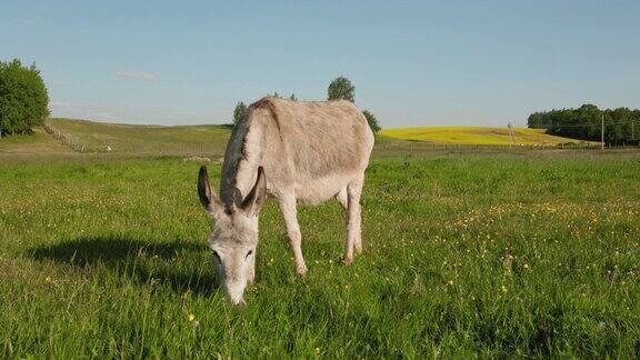 一只驴在草地上吃草