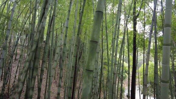 竹林森林笔直树木实拍