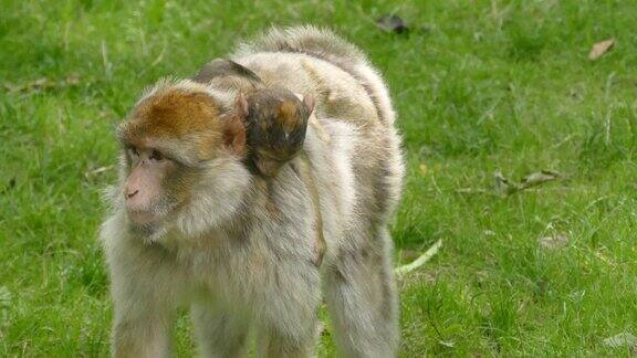 猴宝宝趴在猴妈妈的背上