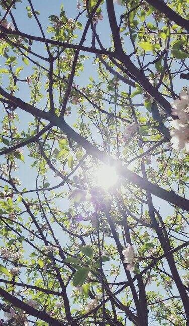 春天的阳光透过树枝撒下来