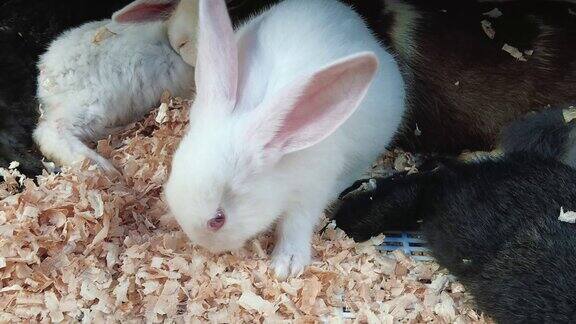 可爱动物小白兔实拍