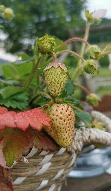 没成熟的草莓
