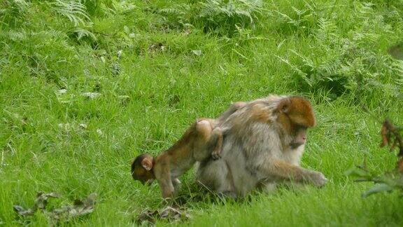 猴妈妈带猴宝宝在草地上玩