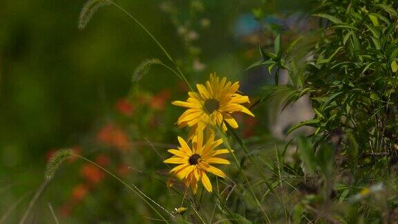 微风中杂草丛中的小菊花