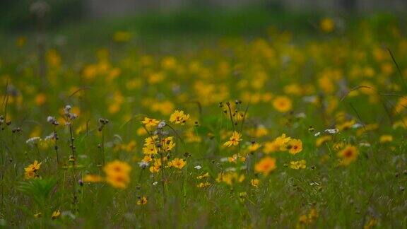 漫山遍野的菊花