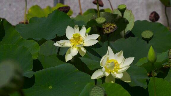 池塘白色的莲花