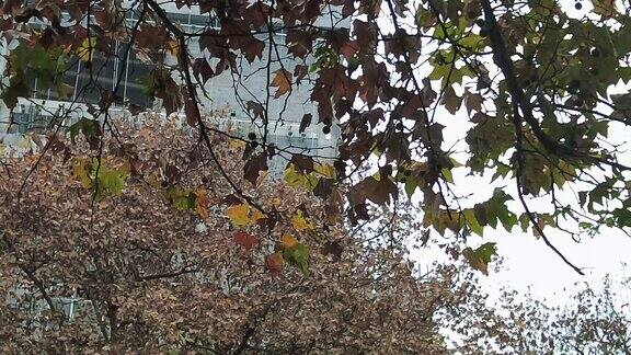 秋天枯黄枫叶植物实拍 