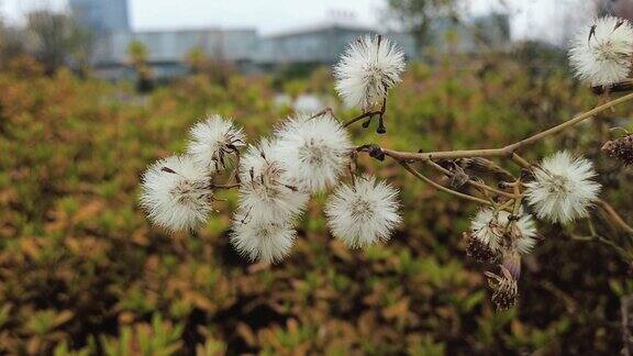 秋天蒲公英植物实拍