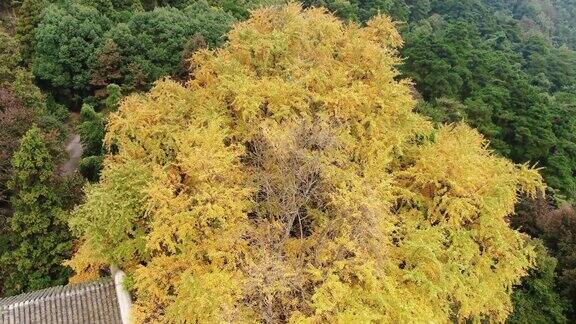 航拍南岳衡山千年银杏树