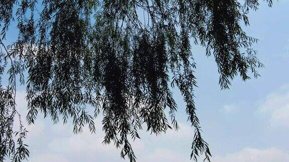 垂柳柳树实拍空镜