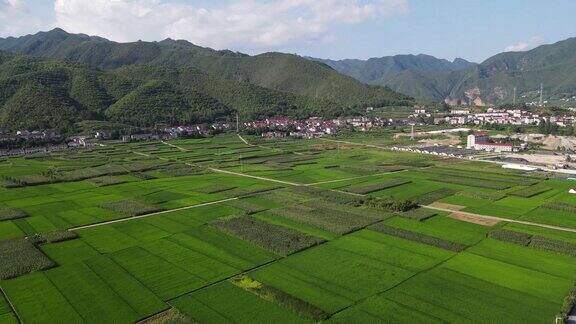 航拍农业种植大片稻田