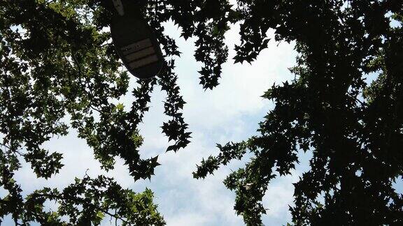 蓝天风吹树枝树叶植物实拍空镜
