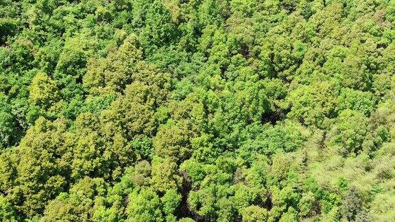大自然绿色植物森林航拍