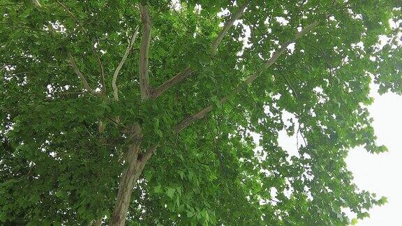 夏日绿色梧桐枫树植物实拍
