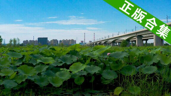 5分钟秦汉渭河大桥景区4K航拍