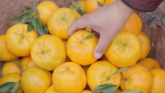 橘子橙子椪柑采摘农业果园（37段）