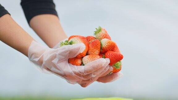 草莓/草莓园/摘草莓/草莓大棚/4K高清