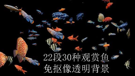 22段30种自带透明通道观赏鱼合集4K