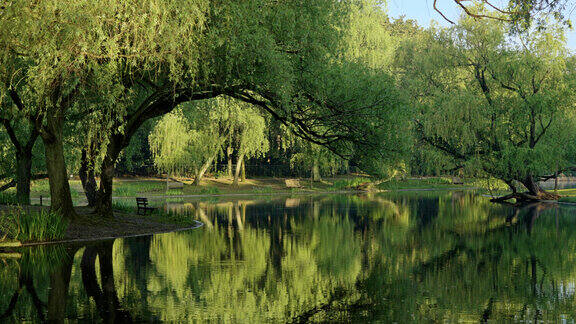 春天清晨公园阳光透过绿色垂柳生机焕发