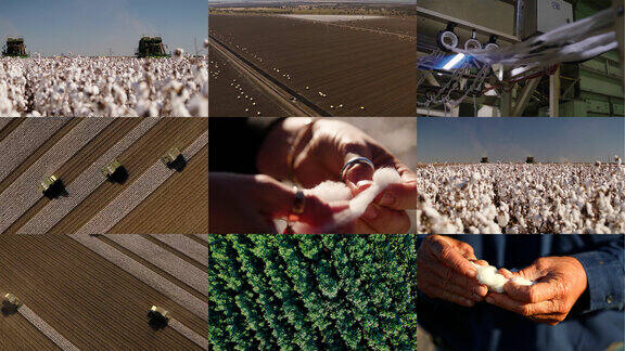 新疆棉花丰收棉花种植基地大型收割机棉花