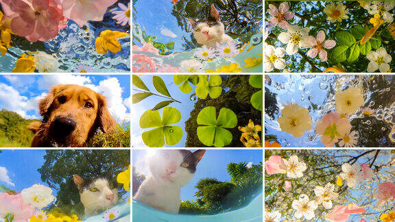 夏天猫狗玩水水中花合集治愈小清新