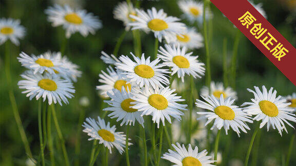 【4k合集】夏天阳光下盛开的雏菊
