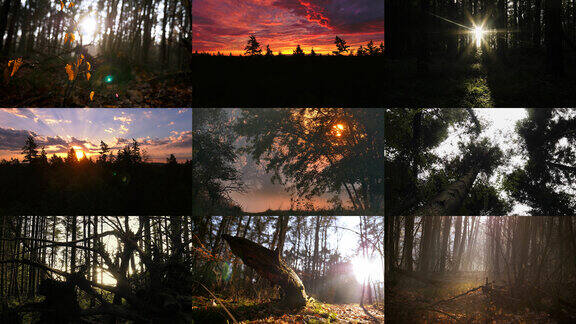 阳光穿过森林日落秋季森林日出原始森林丁达