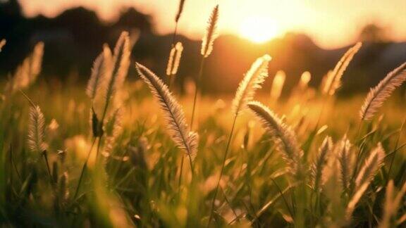 日落阳光草丛露珠特写空境画面
