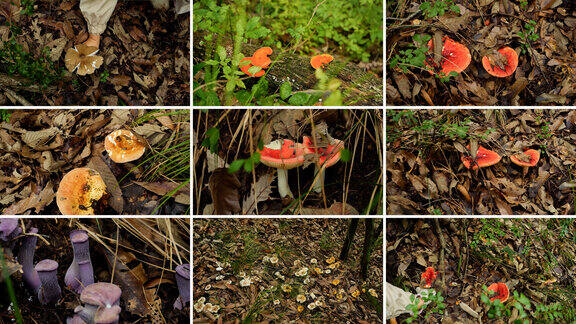 森林里有蘑菇合集空境四川乡村