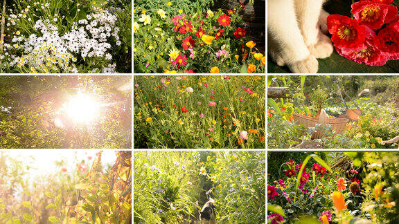 花园里的花，猫阳光治愈温馨浪漫