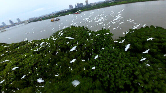 航拍广州珠江的飞鸟群（白鹭群）栖息地