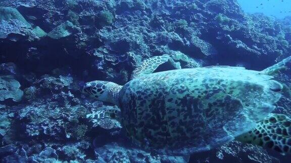 海龟-深海遨游