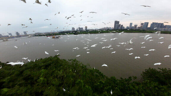 FPV航拍广州珠江上的飞鸟群（白鹭群）