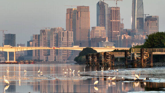 广州国际金融城与珠江北帝沙岛的白鹭群同框