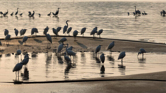 航拍广州珠江北帝沙岛的白鹭群觅食地