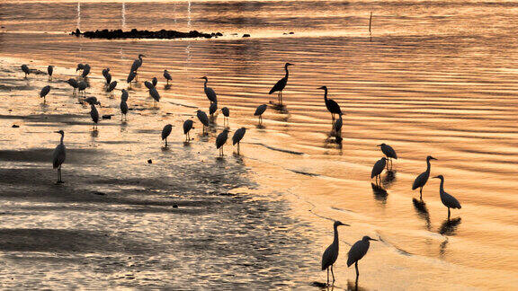 清晨航拍广州珠江北帝沙岛上觅食的白鹭群