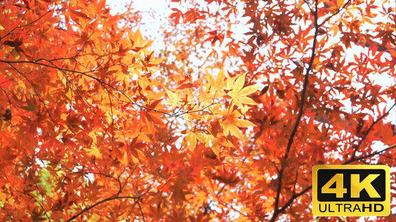 秋天枫叶-秋天树林-秋色