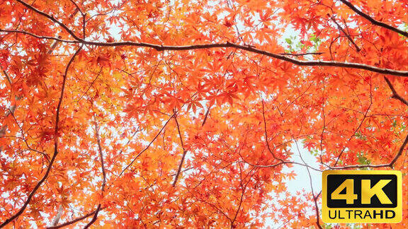 秋天树林-枫叶红了-秋色